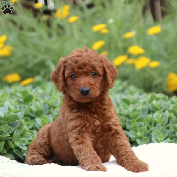 Tiffany, Mini Goldendoodle Puppy